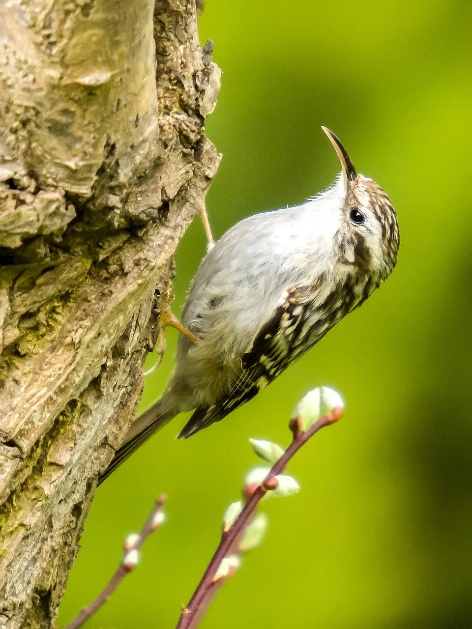 Der Gartenbaumläufer mag es besonders, unter der Rinde von Lärchen nach Insekten zu picken. Ein Vogel sitzt an einem Baum.